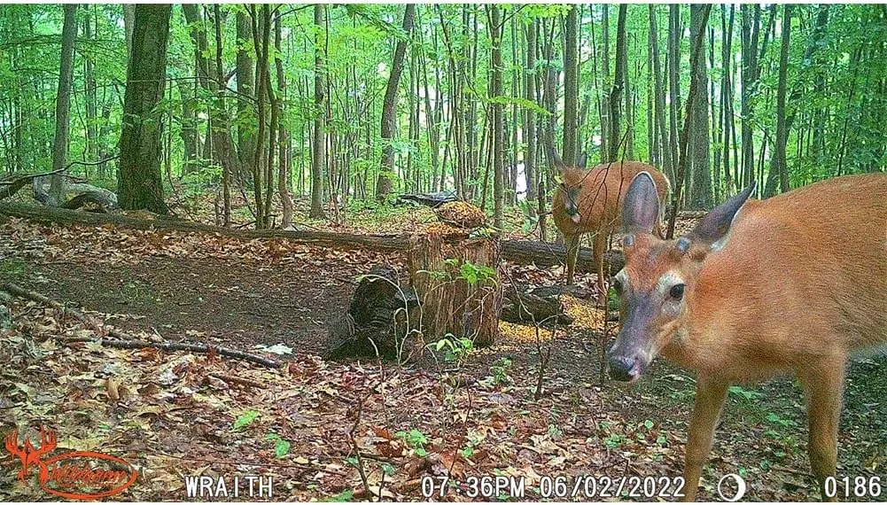 Wildgame Innovations Hunting Game Wildlife Outdoors 26 Megapixel Images HD Videos Wraith 2.0 Trail Camera